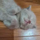 flyingcat0410