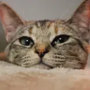 piyohiko74