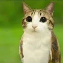 crimcat1
