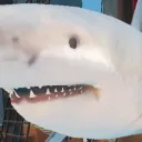 shuwnii