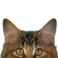 purzelkater