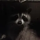 tpmy