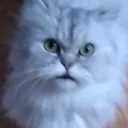 krumblekitty9373