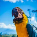 parrotofthesea