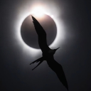 avatar 𝐄𝐥𝐞𝐚𝐧𝐨𝐫