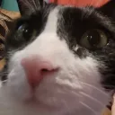 garfieldismylove