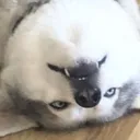 .shottyshane