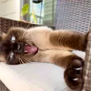 .soullessbody
