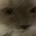 edibledumpling avatar