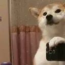 shibe223