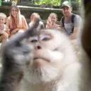 macaco0525