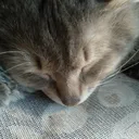 catshow