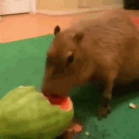 avatar Capybara