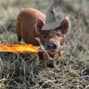 thebisexualpig
