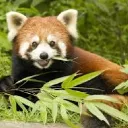 bamboo3236