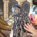 avatar is a big duck a boat