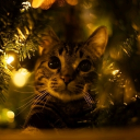 avatar —͟͞͞   𝞙𝞘𝞞