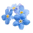 myosotis_arae