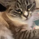 dani39274