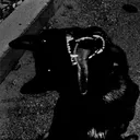 ziny_black