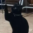 im_up_to_shenanigans