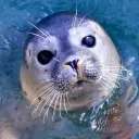 anytuna
