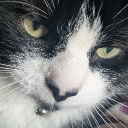 Discord Avatar