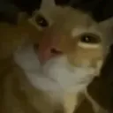 pumpkerdevv