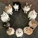 avatar 神猫Loviyu