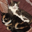 avatar 👑 Luna Dixon 👑