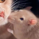 ✿ ▌✨兼染み✨▐ ✿