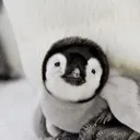pinguwa