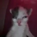 shahaanshake