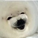 ploop102