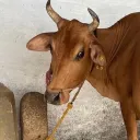 atomicdeer95