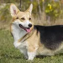 alexthecorgi