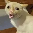 ekoinstinct