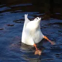 goosehonkers_