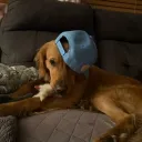 doginabluedonut