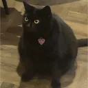 fandapanda_
