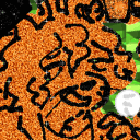 orangealligator