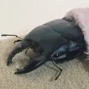 ibeetrix