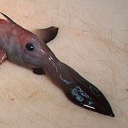 avatar CanoeLover2003