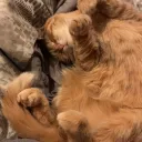 sleepy_taters