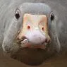 gooseking7409