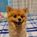 kokoiousignoscious