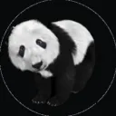 blacky_pandy007