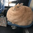.bunnx.