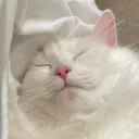 superpandabun