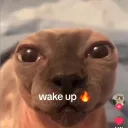 cmfturtle